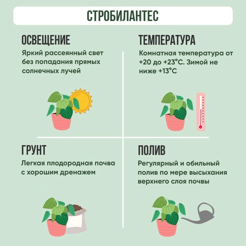 Стробилантес d10 см