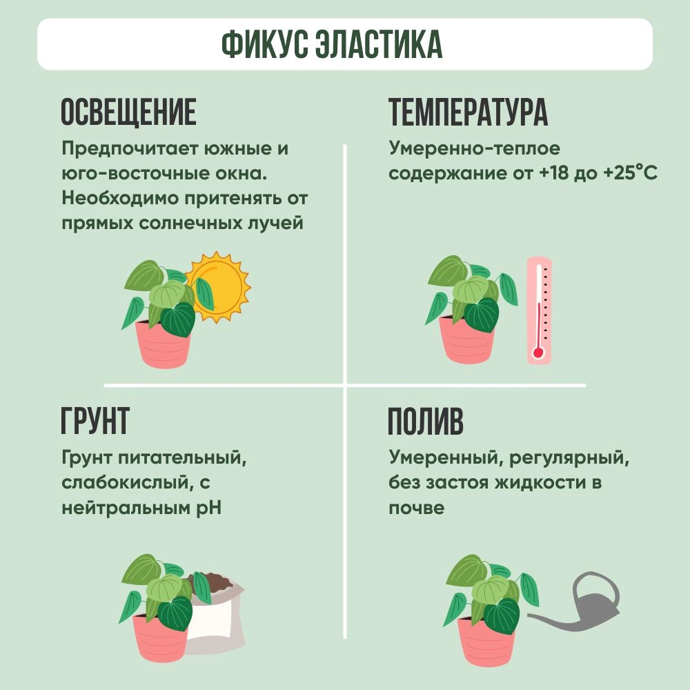 Фикус эластика Белиз d10 см h20 см