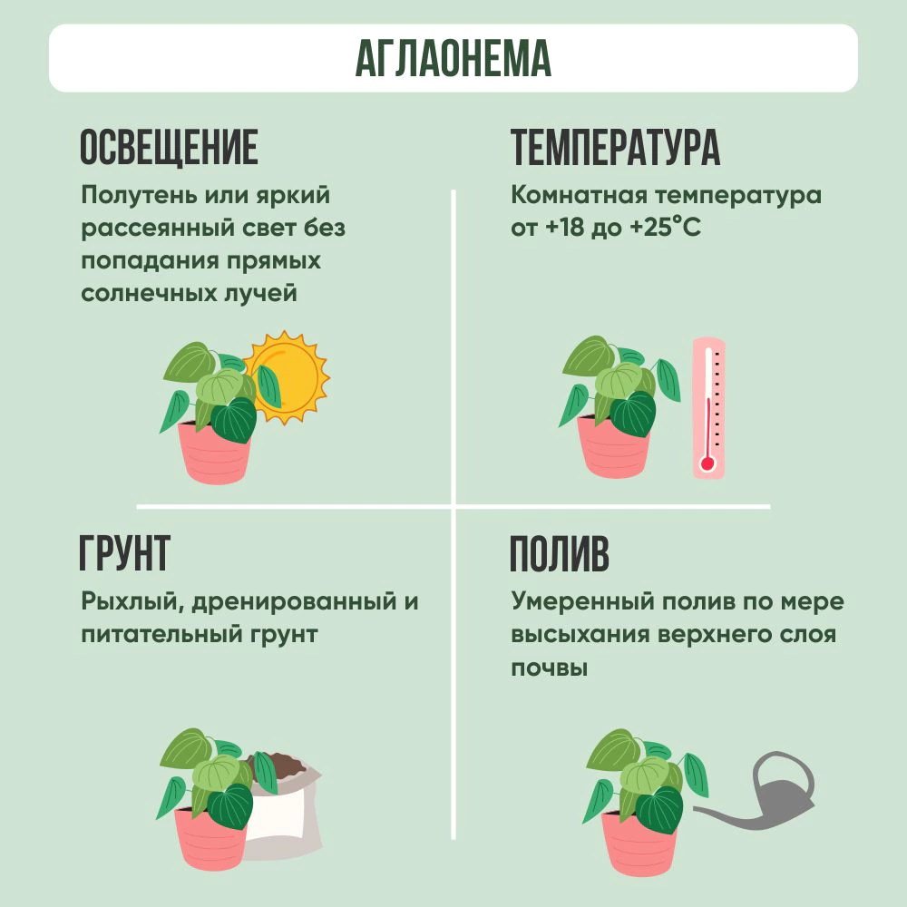 Аглаонема Ред Руи d14 см h30 см (К)