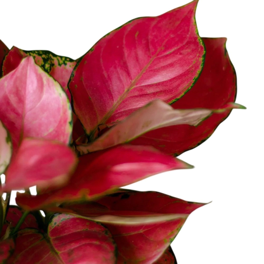 Аглаонема Ред Руи d14 см h30 см (К)