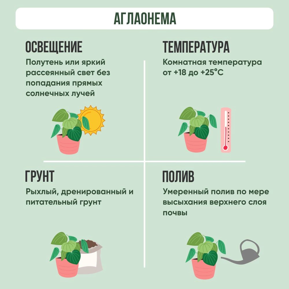 Аглаонема Сапфир d14/15 см h30/35 см