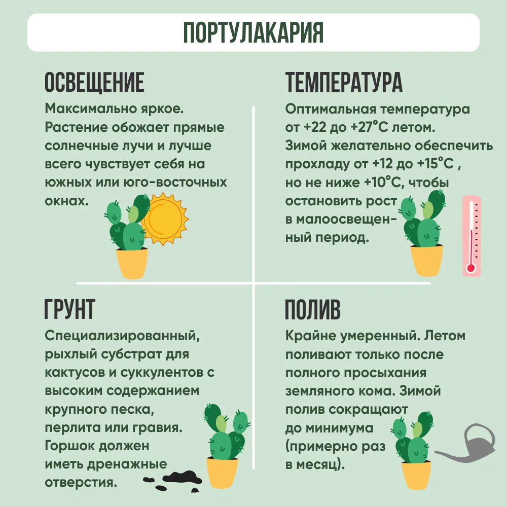 Портулакария Афра d11 см h20 см