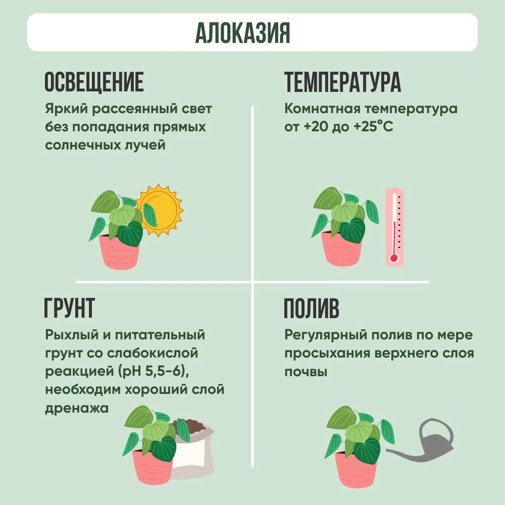 Алоказия Белый Носорог d 12 см h 35 см