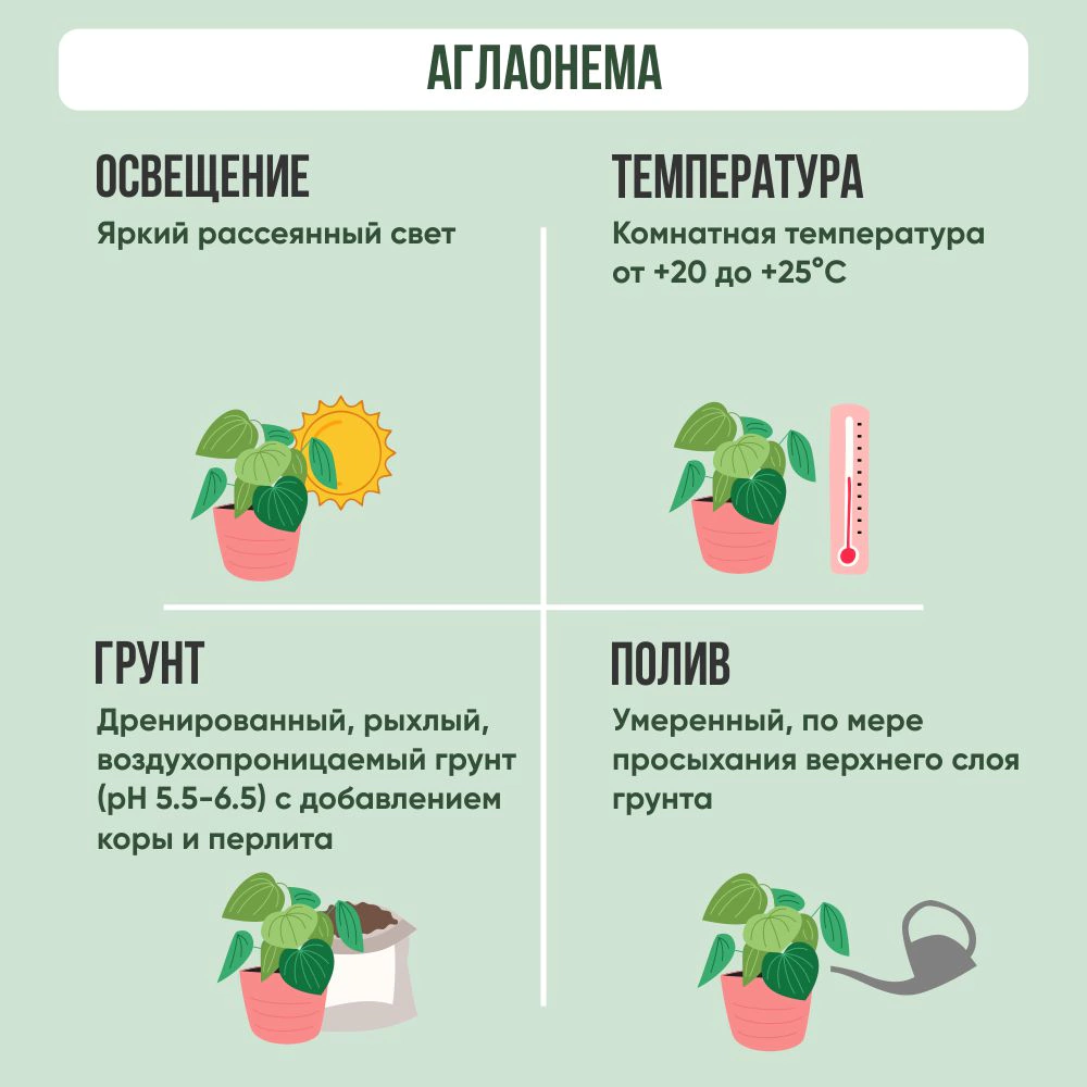 Аглаонема Ред Руи d9 см h19-25 см
