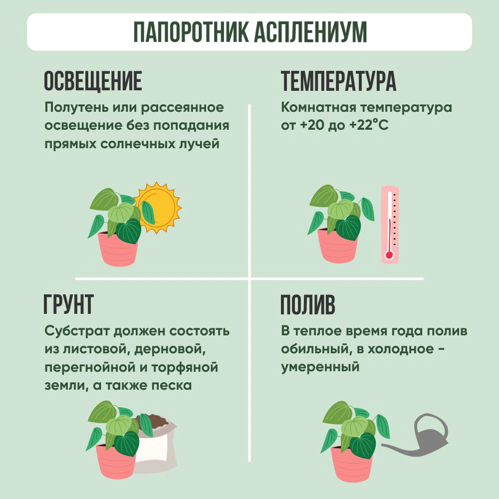 Асплениум Парвати в белом кашпо d14 см h30 см