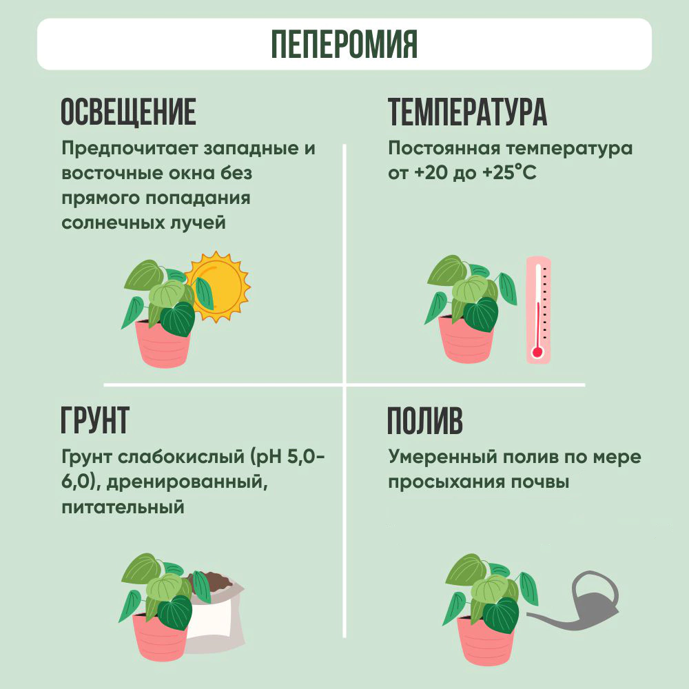 Пеперомия Руби d9 см h18-20 см