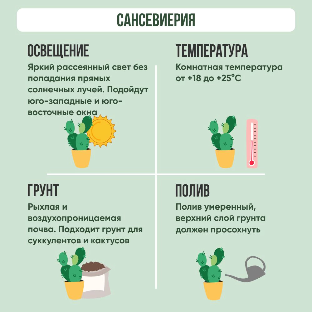 Сансевиерия цилиндрическая веер d12 см h25 см