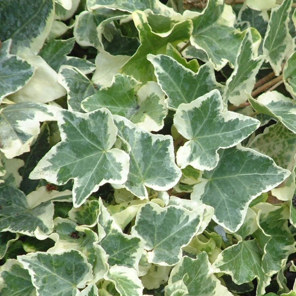 Хедера хеликс вариегата подвесная d17 см h40 см