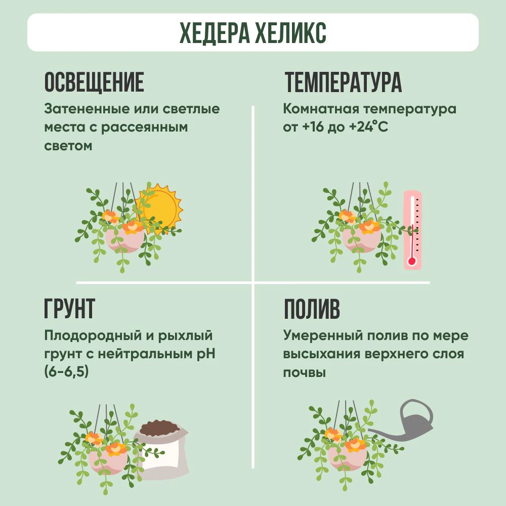 Хедера Хеликс микс d13 см h35 см