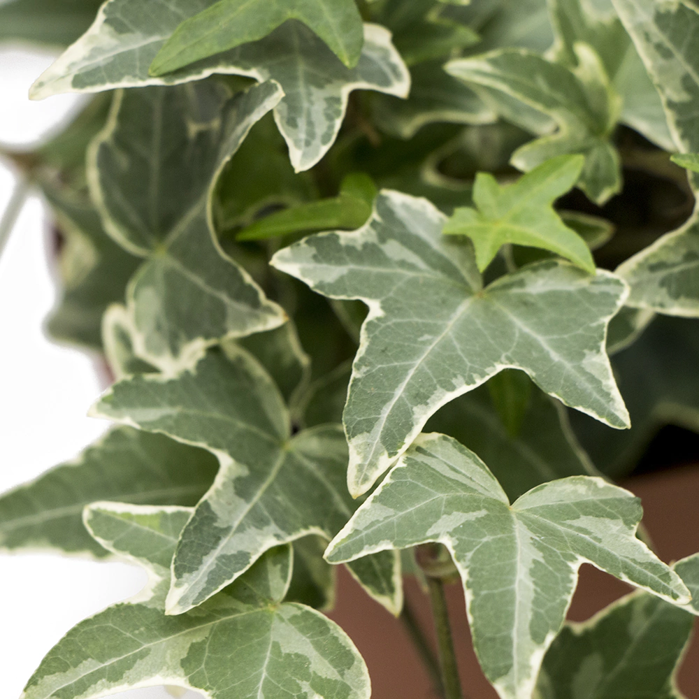 Хедера Хеликс микс d13 см h35 см