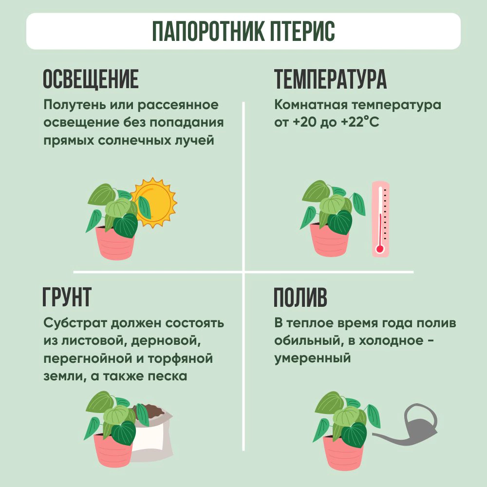 Птерис Альболинеата d9 см h20 см