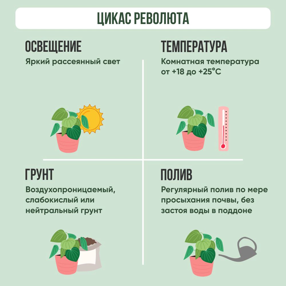 Цикас Революта d25 h60 см