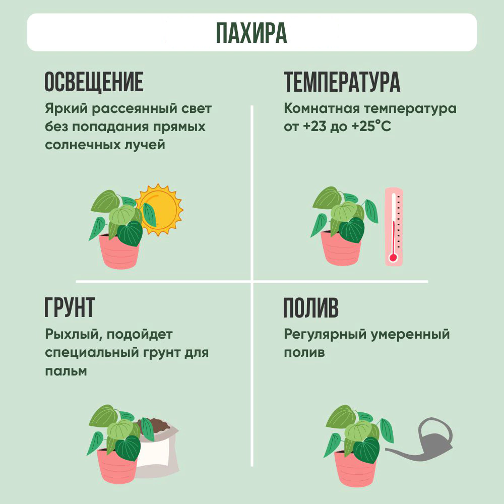Пахира переплетенная штамб d21 h110 см