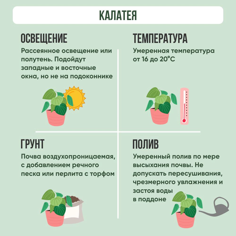 Калатея Грин Эпл d14 см h40 см