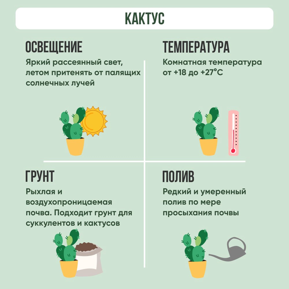 Кактус цветущий микс d8 см h10 см