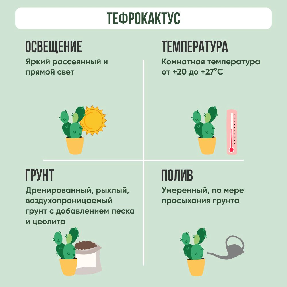 Тефрокактус Папирокантус d10 см h15 см