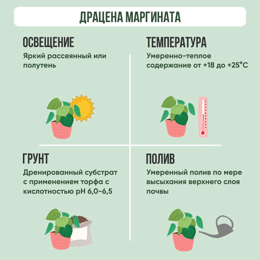 Драцена Маргината d11 см