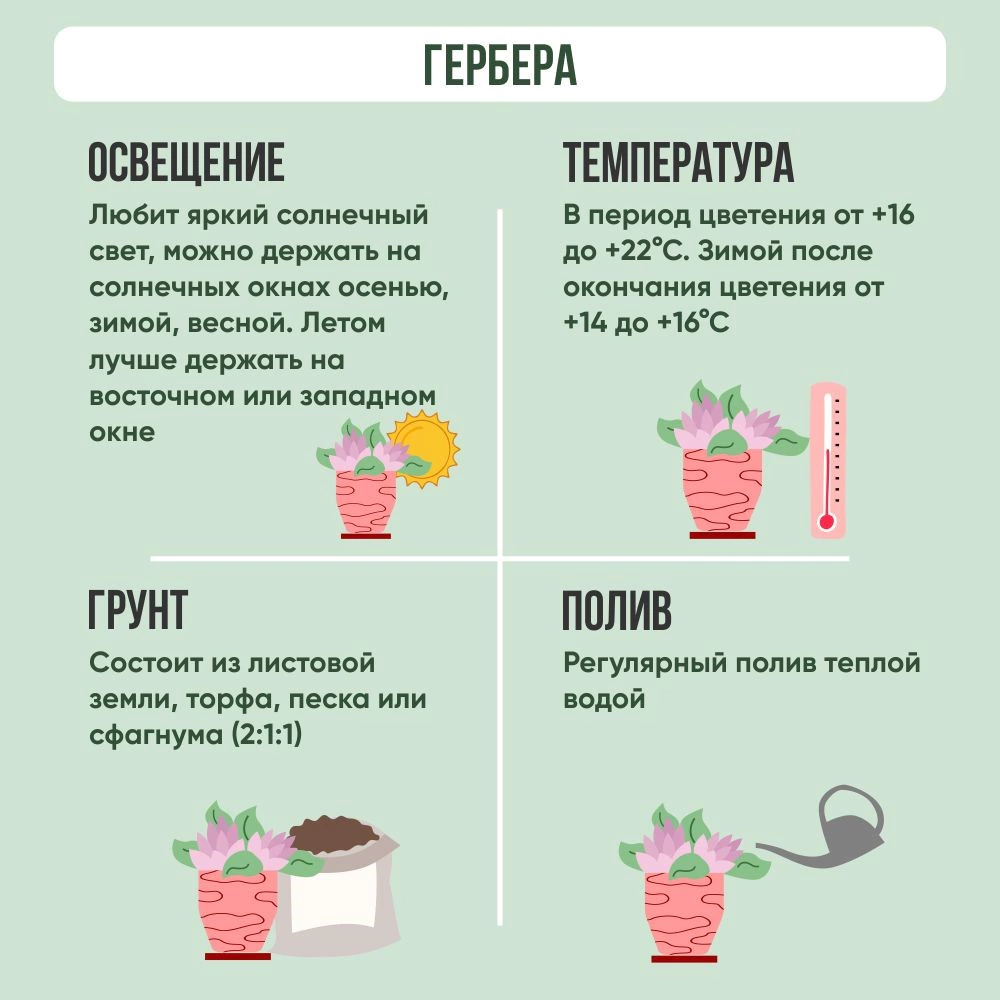 Гербера d11 см