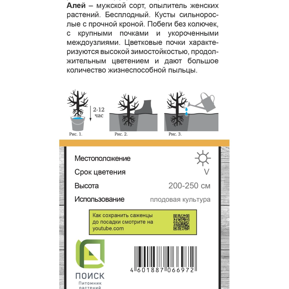 Облепиха Алей (в тубе) Поиск