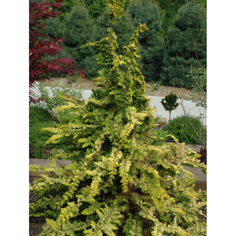 Кипарисовик туполистный Фернспрей Голд C2,5