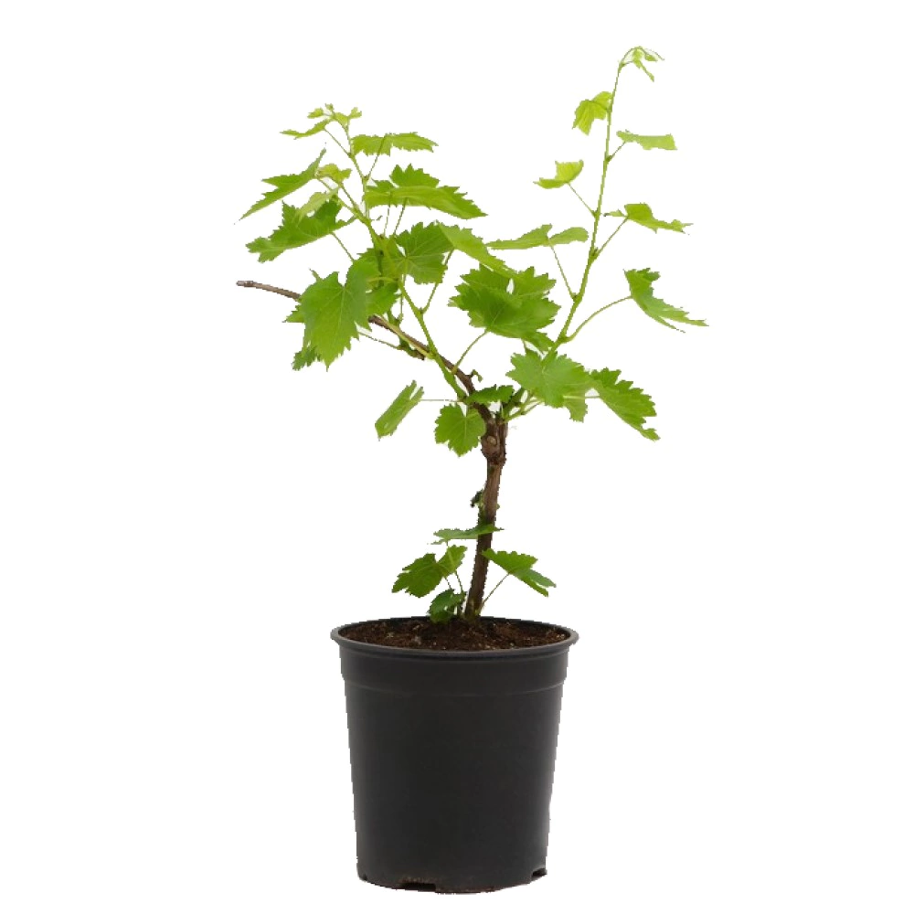 Виноград плодовый Кодрянка d13/17 см