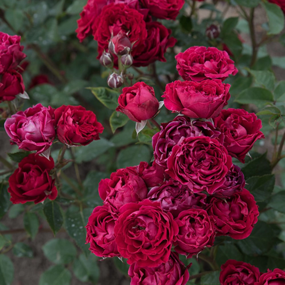 Роза спрей Таманго (в тубе)