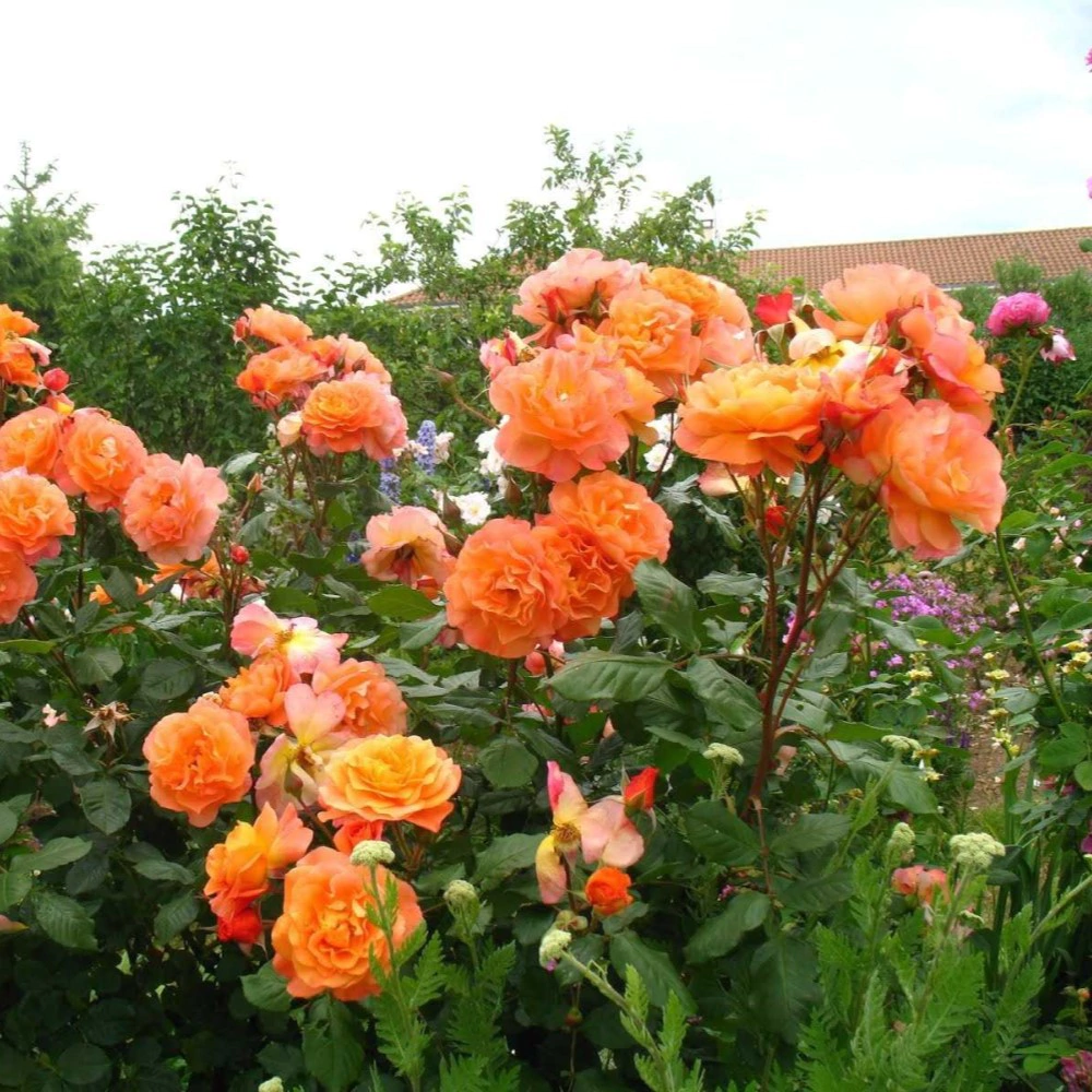 Роза флорибунда Кордес Феникс (в тубе)