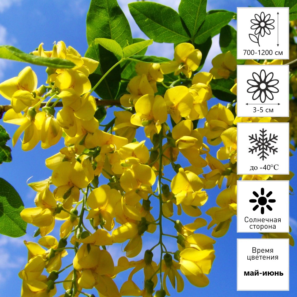 Акация желтая (в тубе)