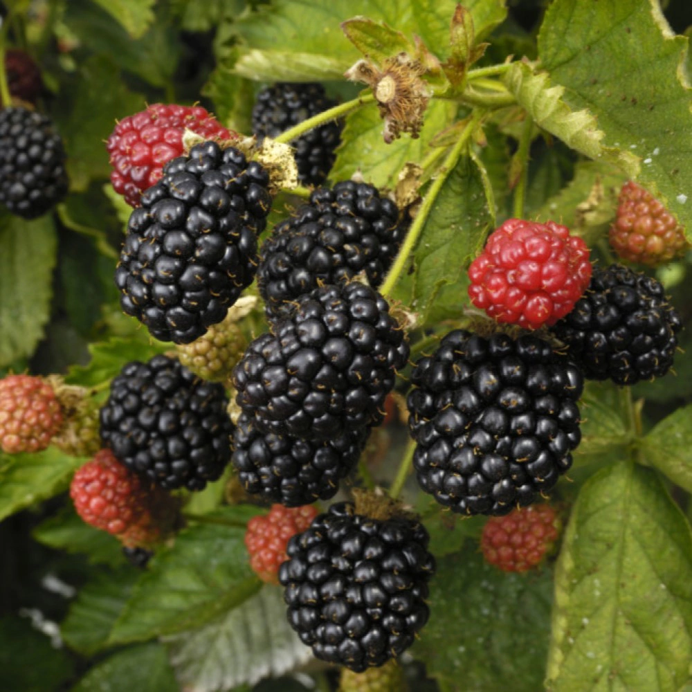 Ежевика Торнфри d17 см h50 см