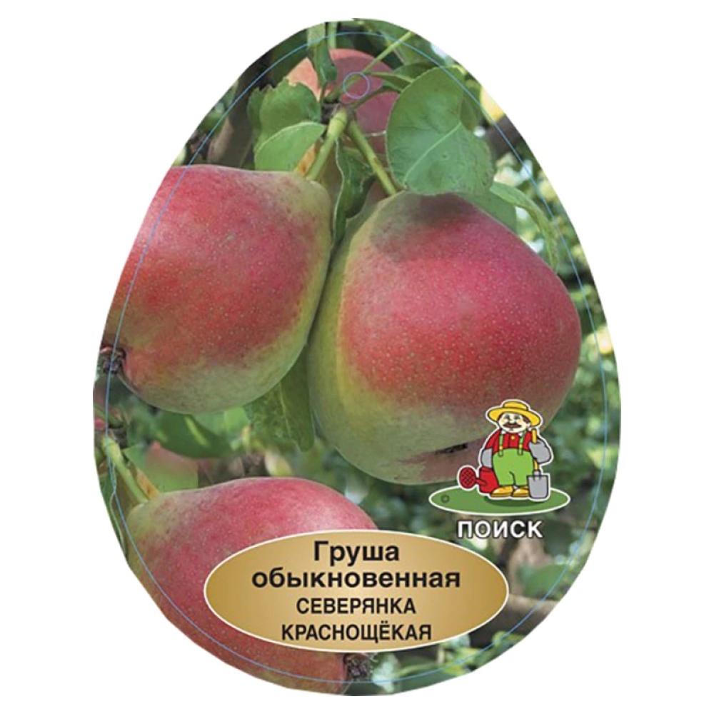 Груша Северянка краснощекая (в сетке)