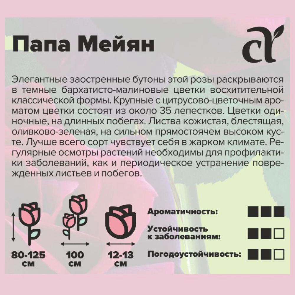 Роза Папа Мейян (в тубе)