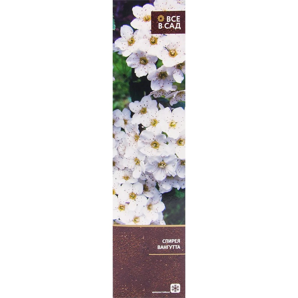 Спирея Вангутта (в тубе) 7цветов