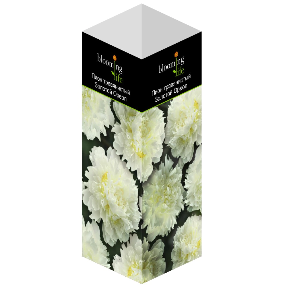Пион травянистый Золотой Ореол (в тубе)