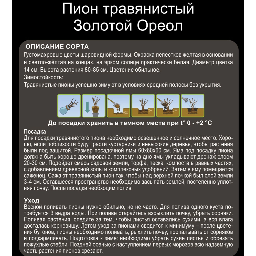 Пион травянистый Золотой Ореол (в тубе)