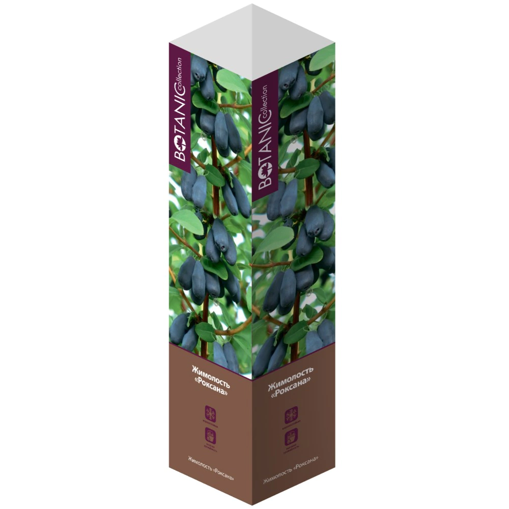 Жимолость камчатская Роксана (в тубе)