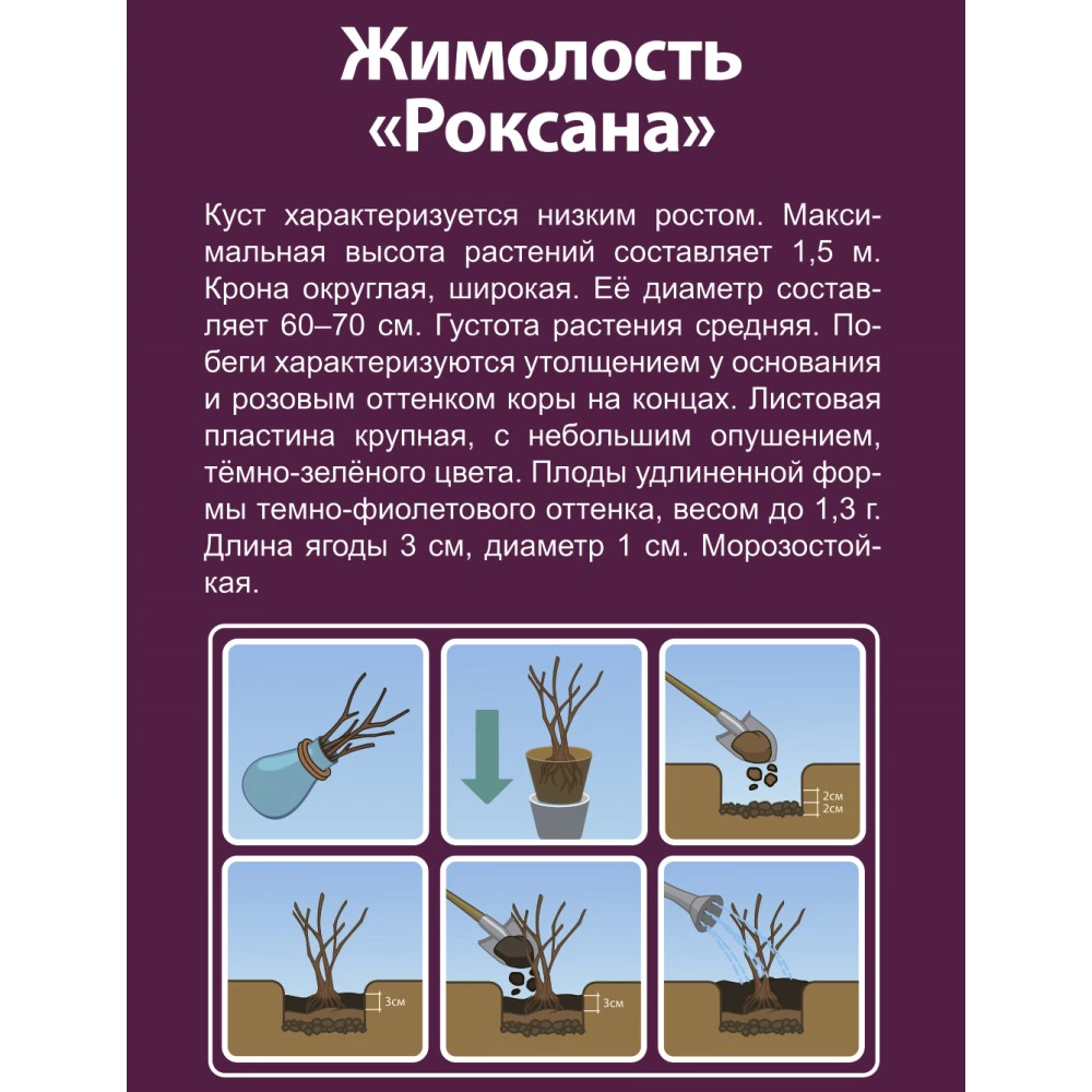 Жимолость камчатская Роксана (в тубе)