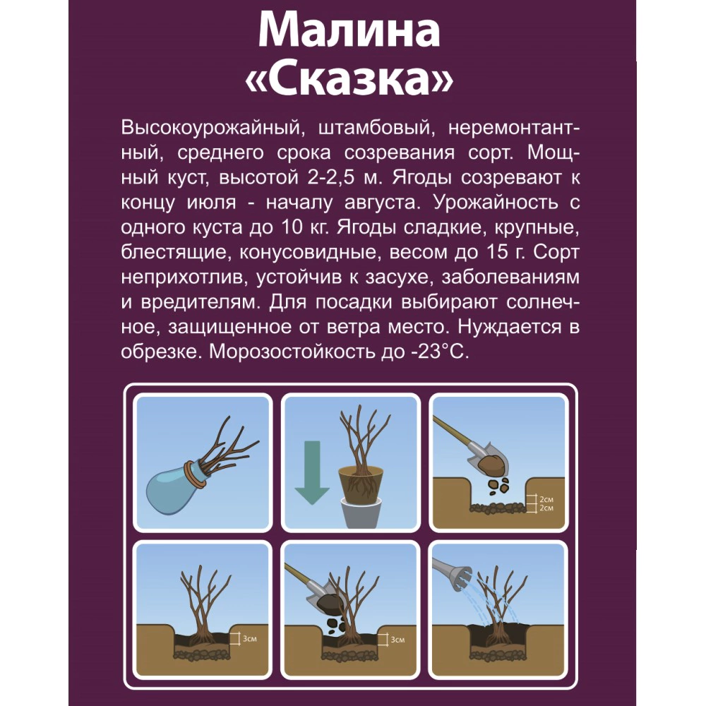 Малина садовая Сказка (в тубе)