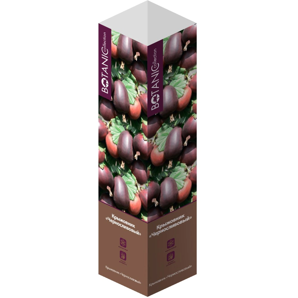 Крыжовник Черносливовый (в тубе)