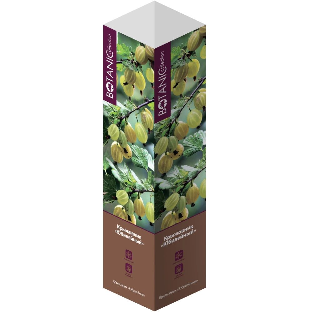 Крыжовник Юбилейный (в тубе)