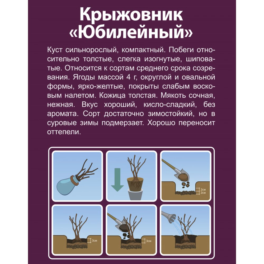 Крыжовник Юбилейный (в тубе)