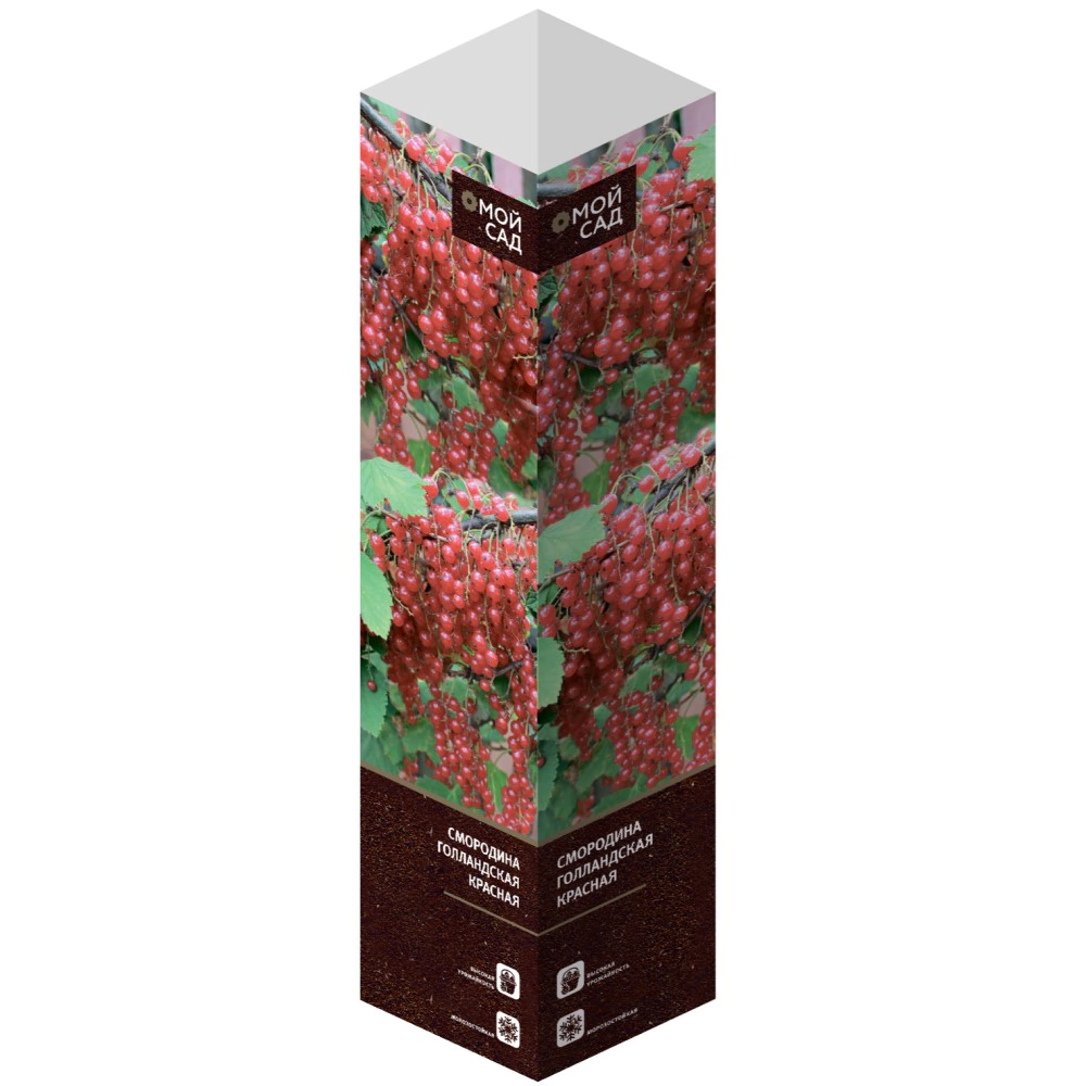 Смородина красная Голландская красная (в тубе)