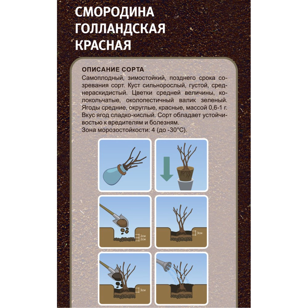 Смородина красная Голландская красная (в тубе)