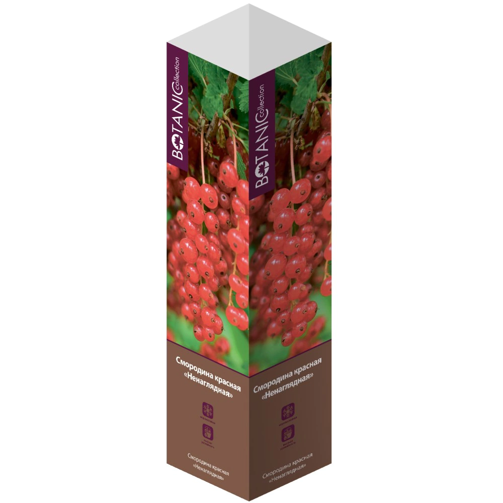 Смородина красная Ненаглядная (в тубе)