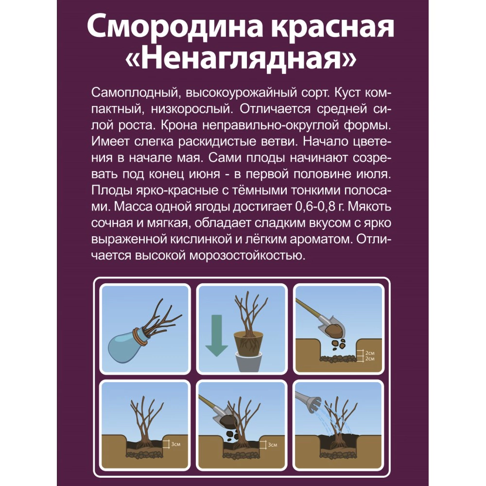 Смородина красная Ненаглядная (в тубе)