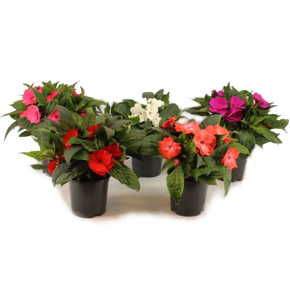 Бальзамин новогвинейский крупноцветковый d12 см микс