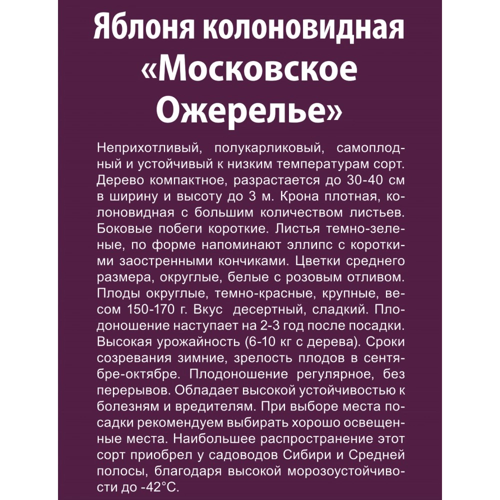 Яблоня колоновидная Московское Ожерелье (в тубе)