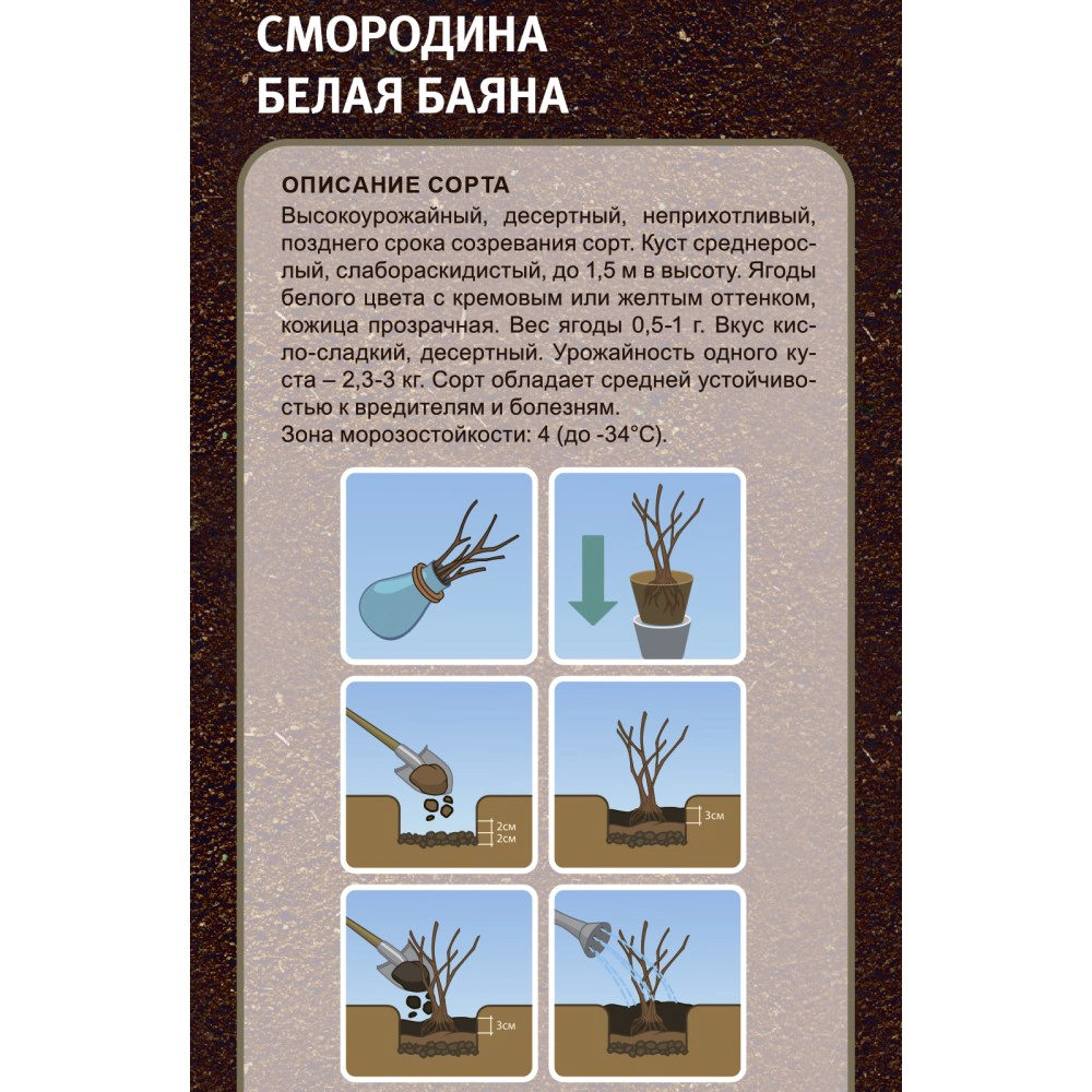 Смородина белая Баяна (в тубе)