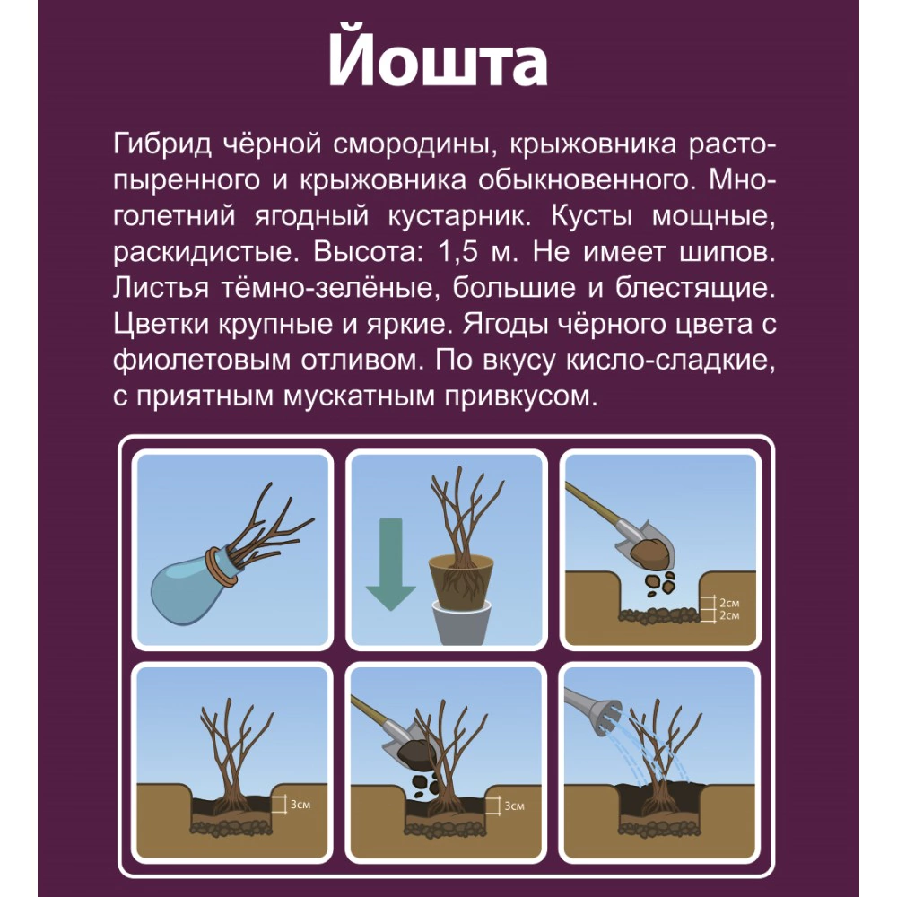 Йошта (в тубе)