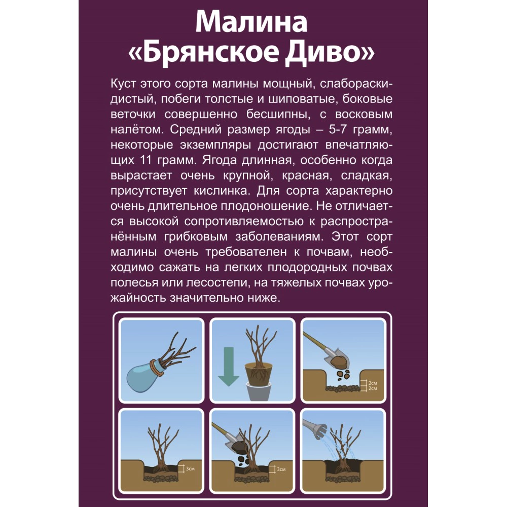 Малина садовая Брянское Диво (в тубе)