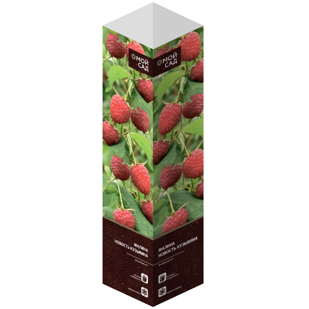 Малина садовая Новость Кузьмина (в тубе)